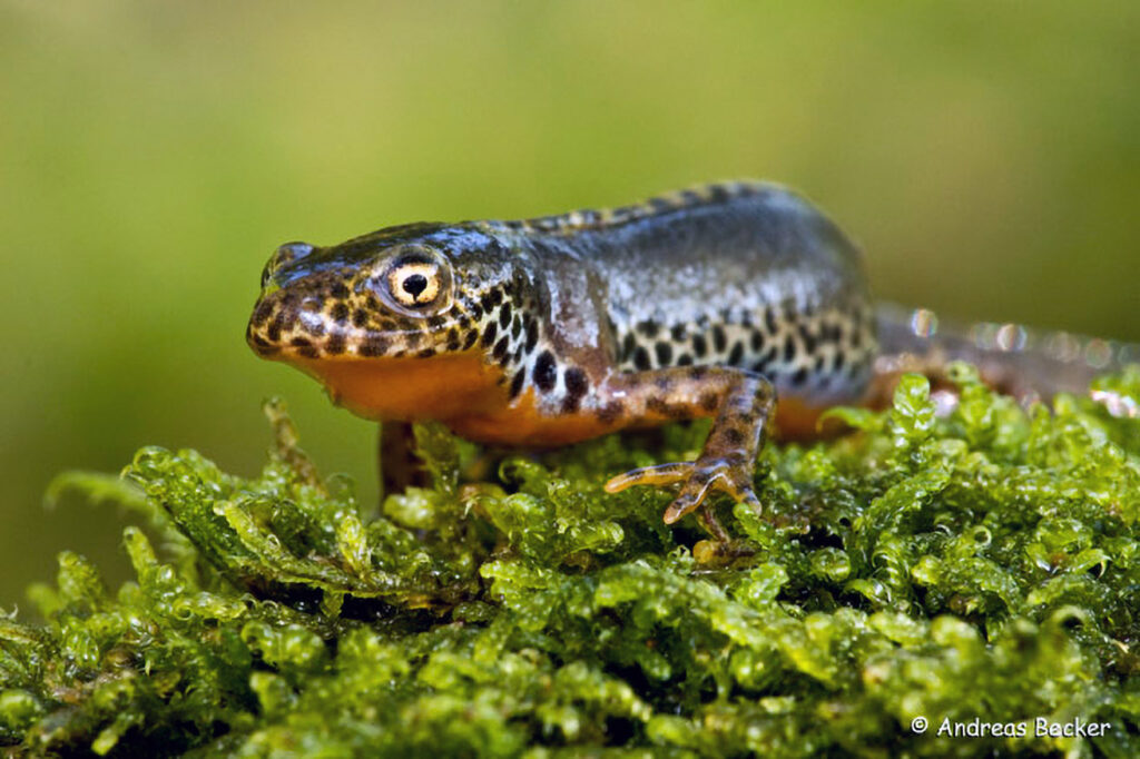 001_Bergmolch
