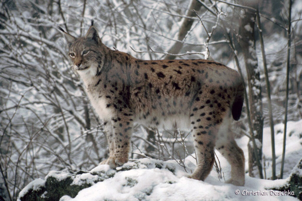 001_Luchs