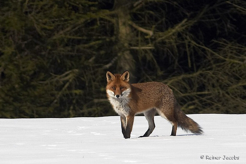 001_Rotfuchs.jpg 001_Rotfuchs