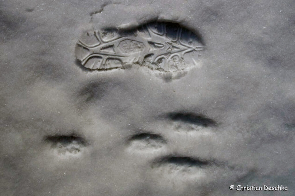 001_Tierspuren-Fotoquiz