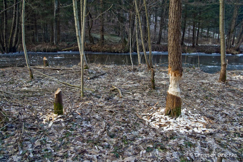 001_Tierspuren-im-Schnee.jpg 001_Tierspuren-im-Schnee