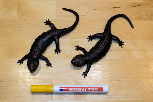 002_Feuersalamandermodell