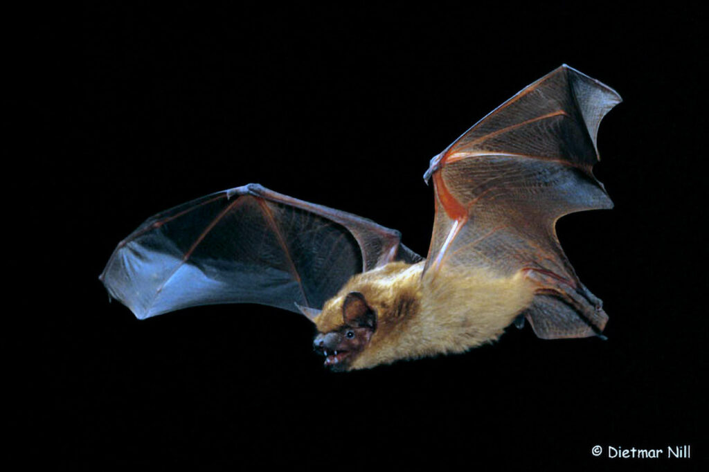 002_Fledermaeuse.jpg Abendsegler (Nyctalus noctula), noctule bat