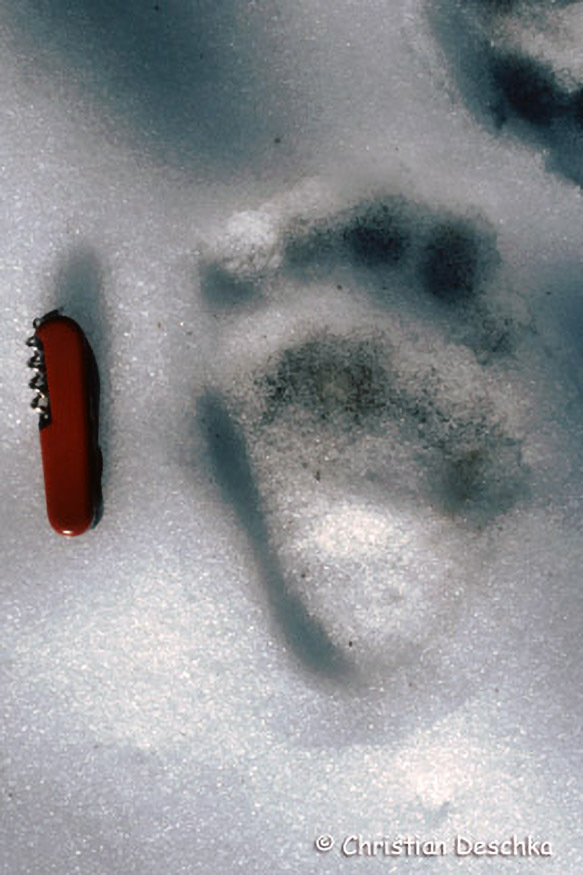 002_Tierspuren-Fotos