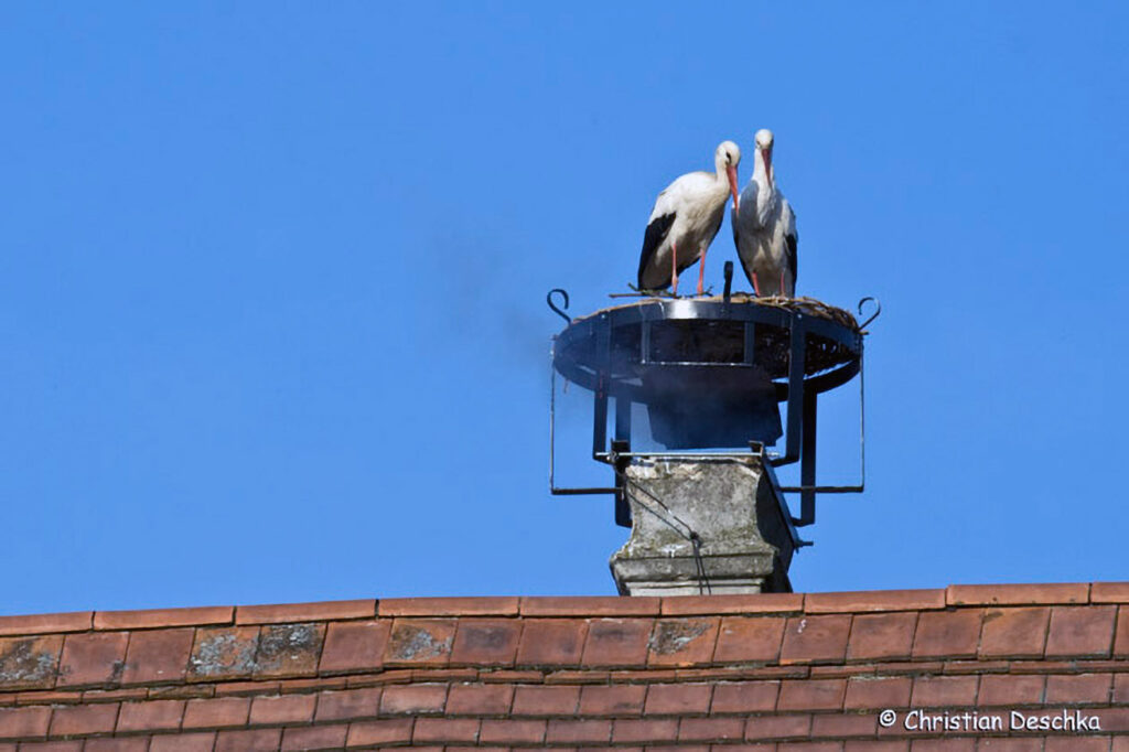 002_Voegel-an-Gebaeuden