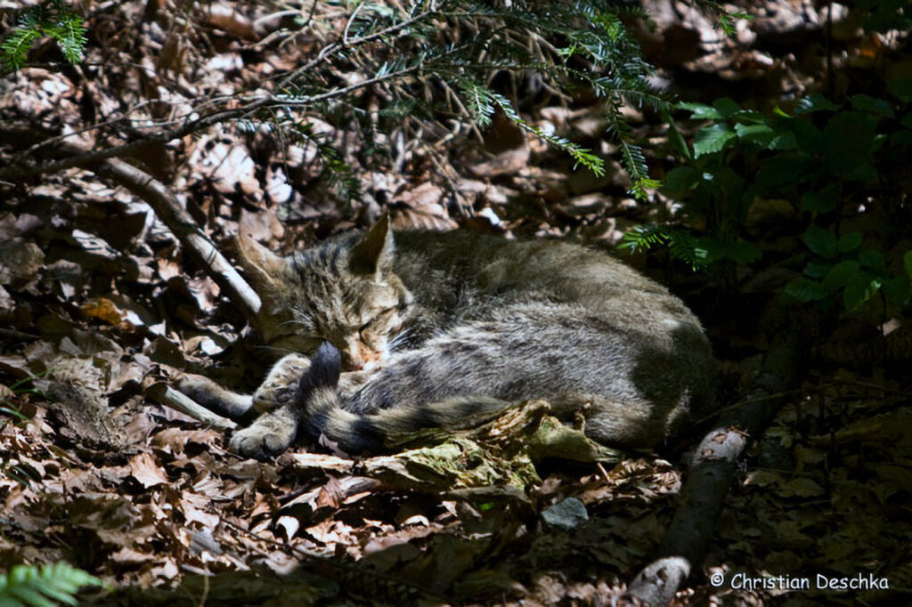 002_Wildkatze