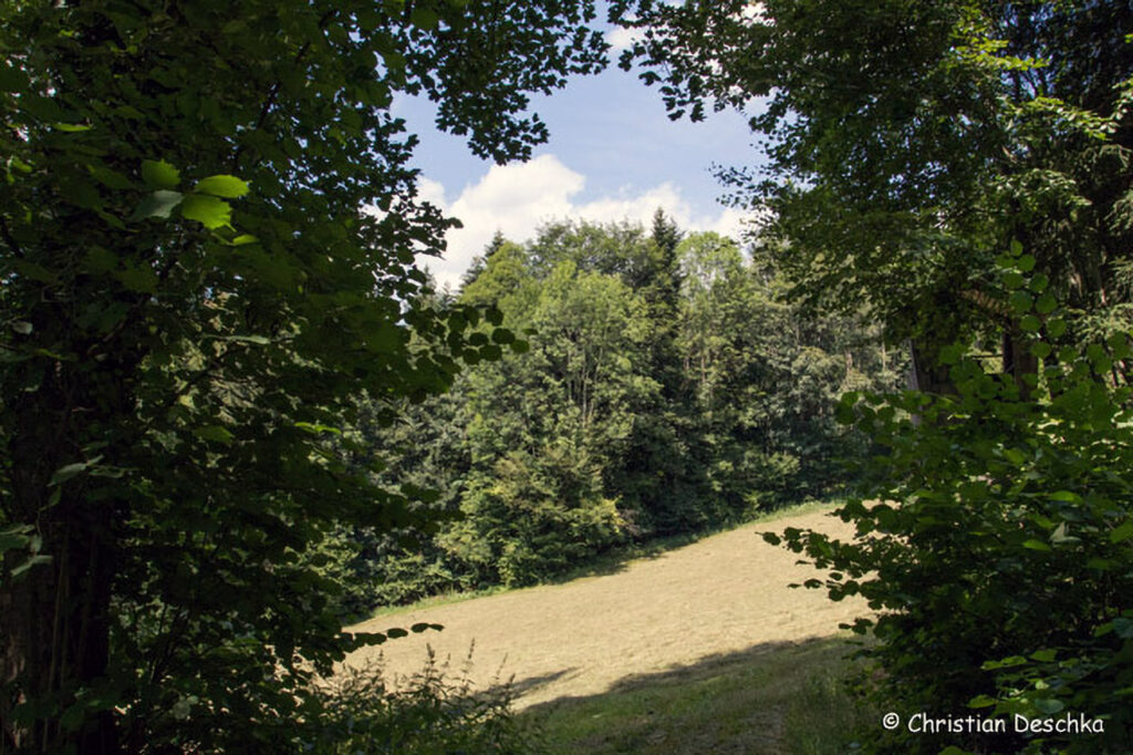003_Feldwiese.jpg 003_Feldwiese