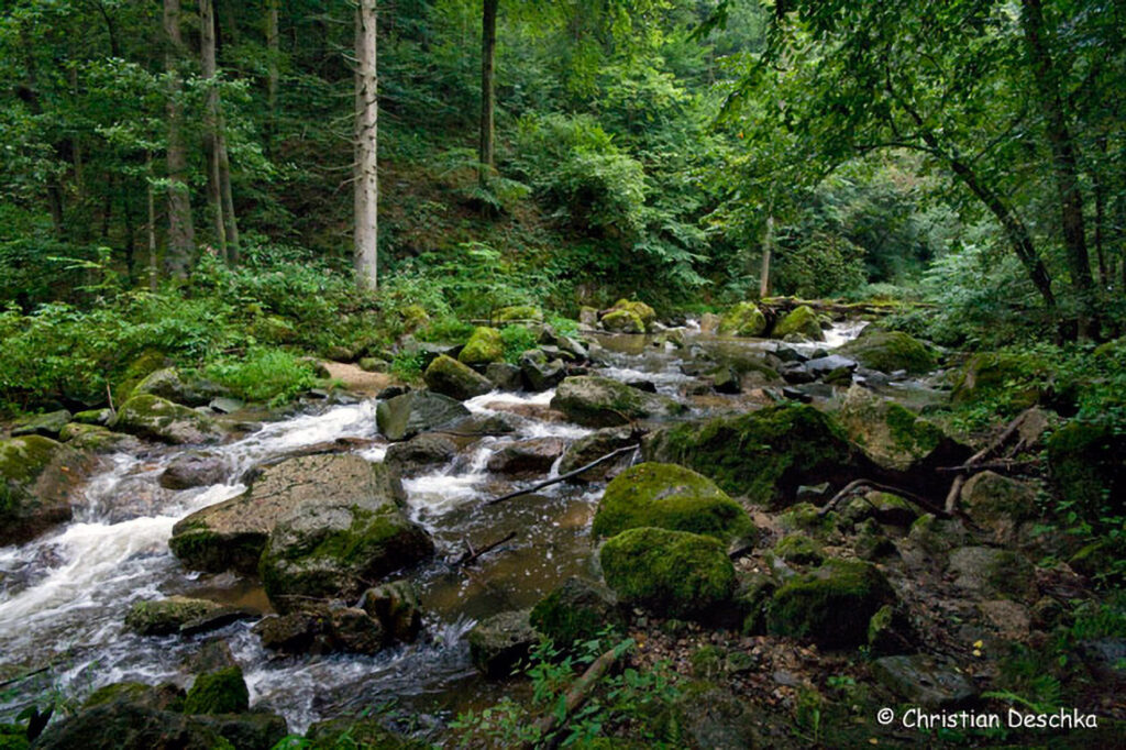 003_Naturschutzgebiet-Pesenbachtal