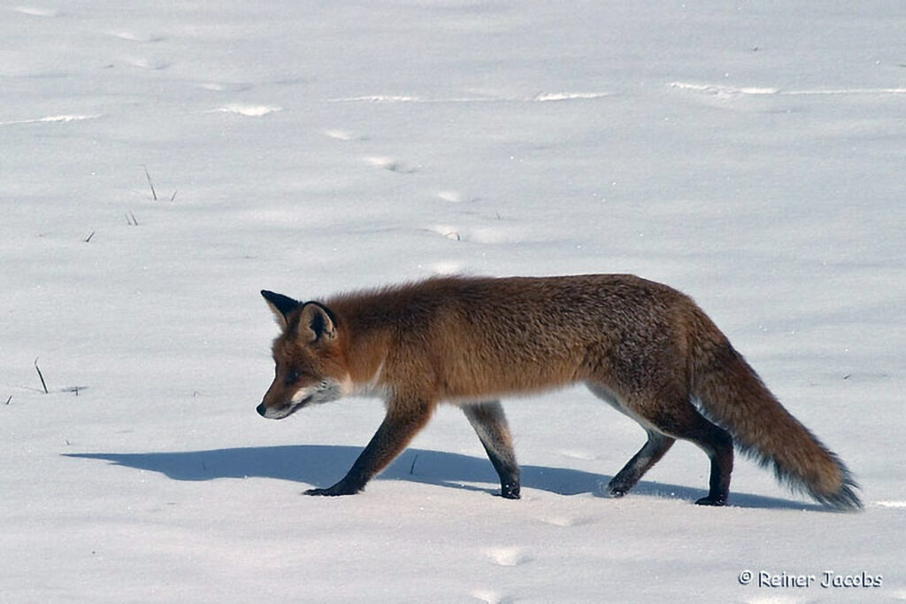 003_Rotfuchs.jpg 003_Rotfuchs