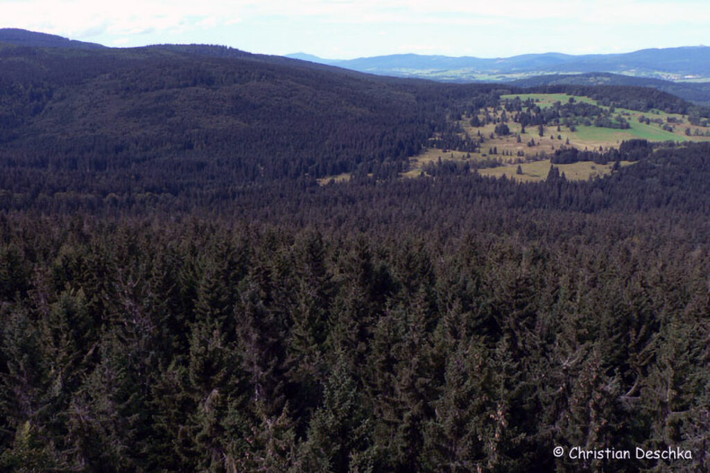 003_Rothirsch.jpg 003_Rothirsch
