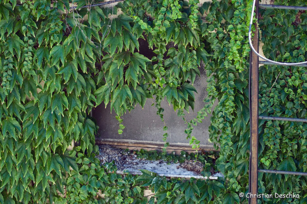003_Wildtauben.jpg 003_Wildtauben