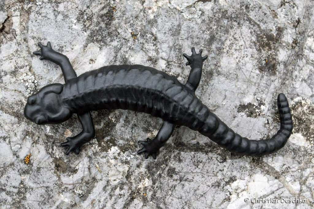 004_Alpensalamandermodell