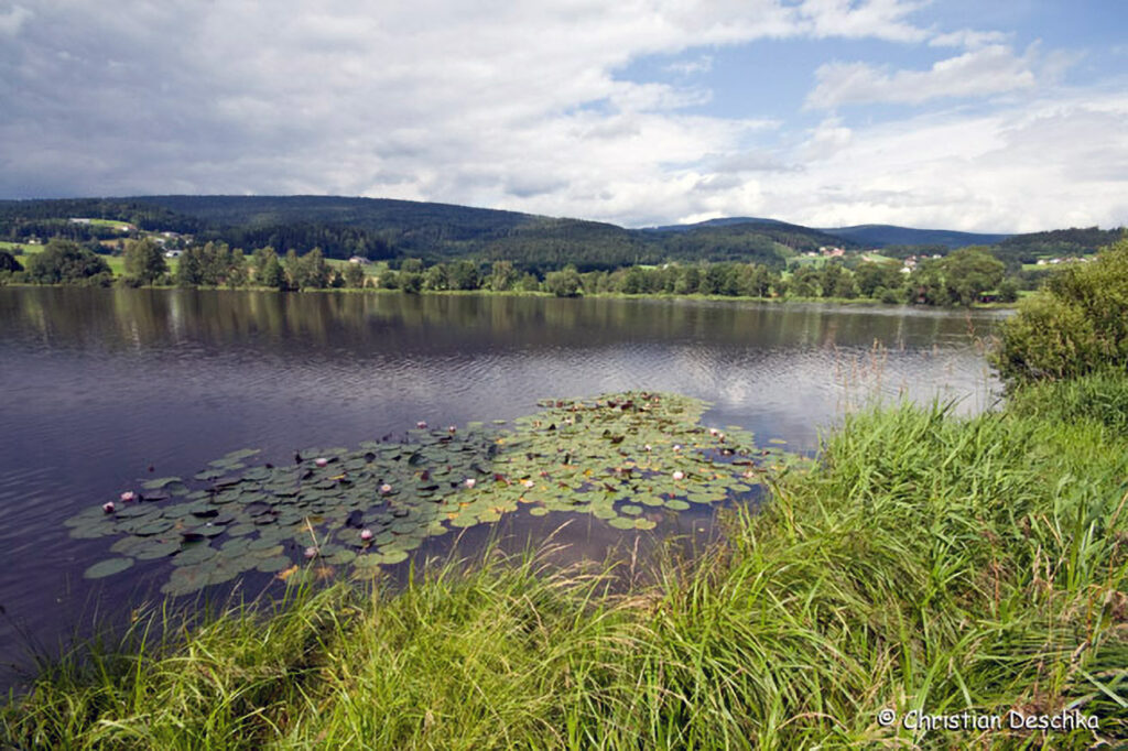 004_Fisch-und-Wasserpflanzenweg