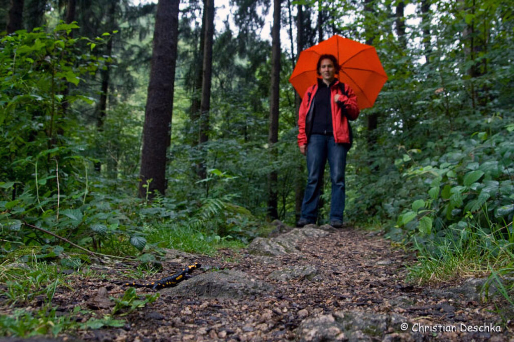 004_Naturschutzgebiet-Pesenbachtal.jpg 004_Naturschutzgebiet-Pesenbachtal