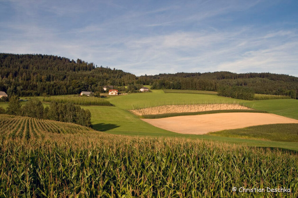 004_Rothirsch.jpg 004_Rothirsch