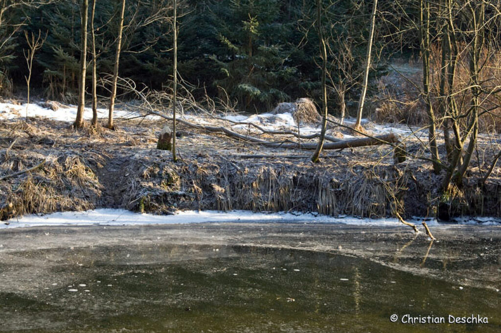 004_Tierspuren-im-Schnee