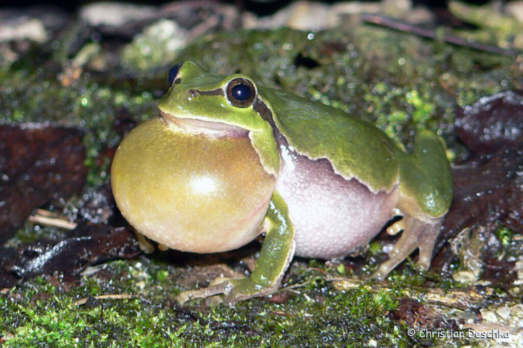 004_Umfahrung-Peilstein