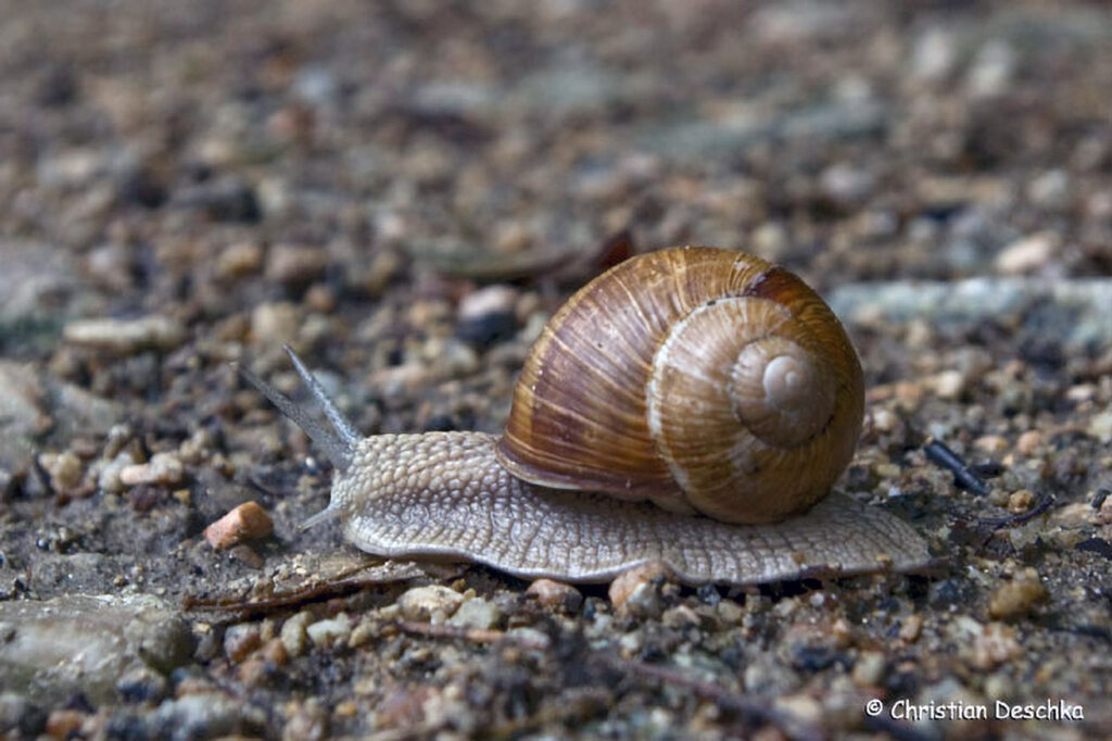 005_Naturschutzgebiet-Pesenbachtal