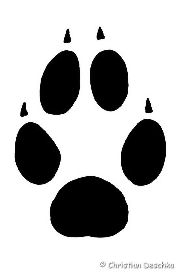 005_Rotfuchs.jpg 005_Rotfuchs