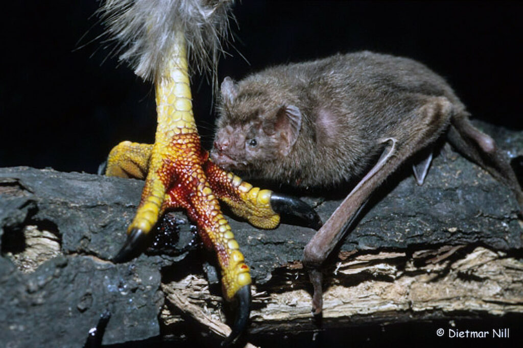 006_Fledermaeuse.jpg Vampirfledermaeuse leben von Blut. Der hier gezeigte Gemeine Vampir bevorzugt in der Regel grosse Saeugetiere und waehlt nur in Ausnahmefaellen Voegel. Typisches Nasenblatt der Blattnasen fehlt; lange Arme und Beine; kraeftige, messerscharfe mittlere Schneidezaehne und Eckzaehne. Das Verbreitungsgebiet erstreckt sich ueber die Tropen der Neuen Welt. Trinkt Blut von Saeugetieren, denen er im Schlaf kleine Wunden beisst. Gemeine Vampire haben ein ausgefeiltes Sozialsystem in ihren Kolonien. Sie kooperieren und fuettern sich gegenseitig mit hervorgewuergtem Blut