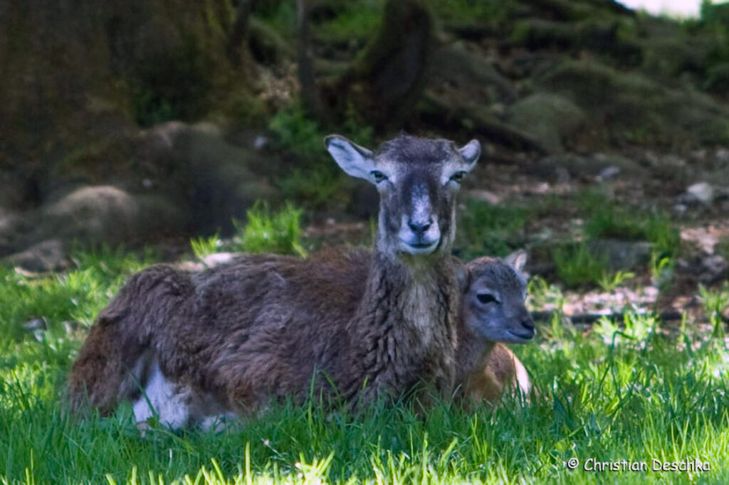 006_Mufflon