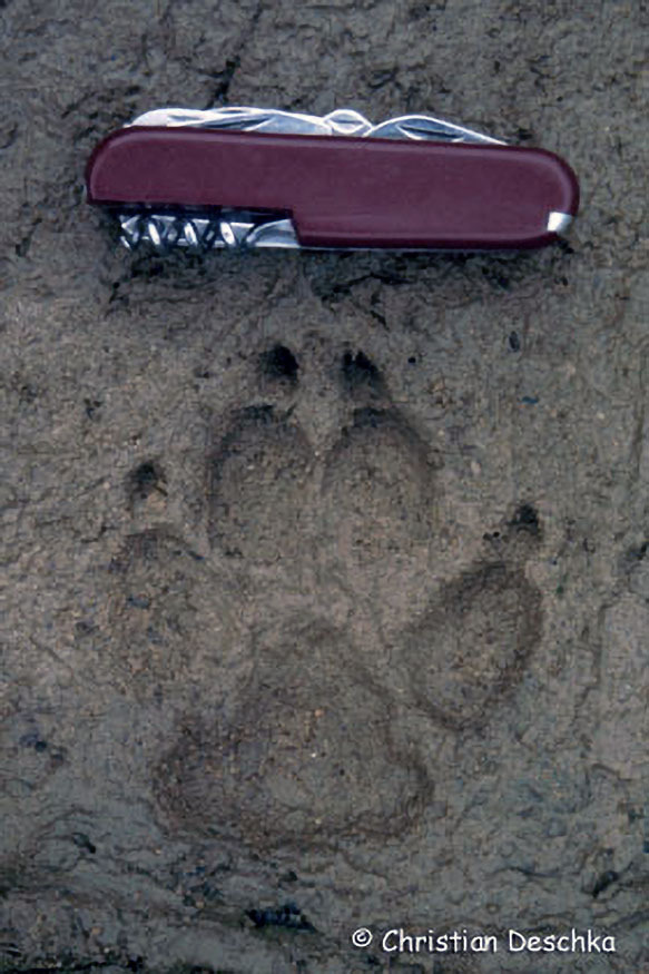 006_Rotfuchs.jpg 006_Rotfuchs