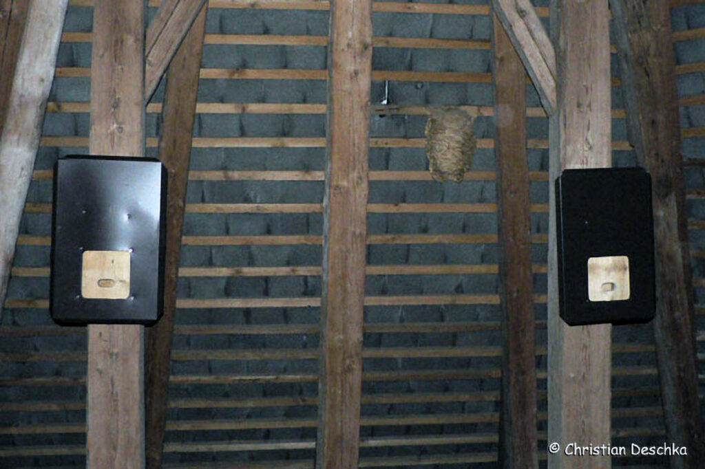 006_Steinmarder.jpg 006_Steinmarder