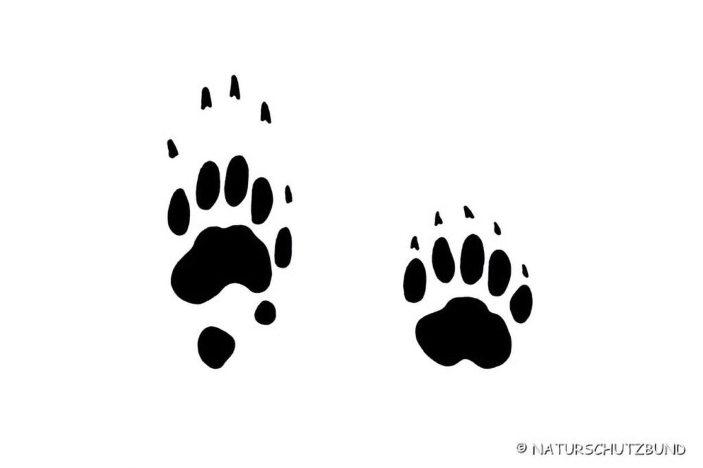 006_Tierspurenkurs 006_Tierspurenkurs
