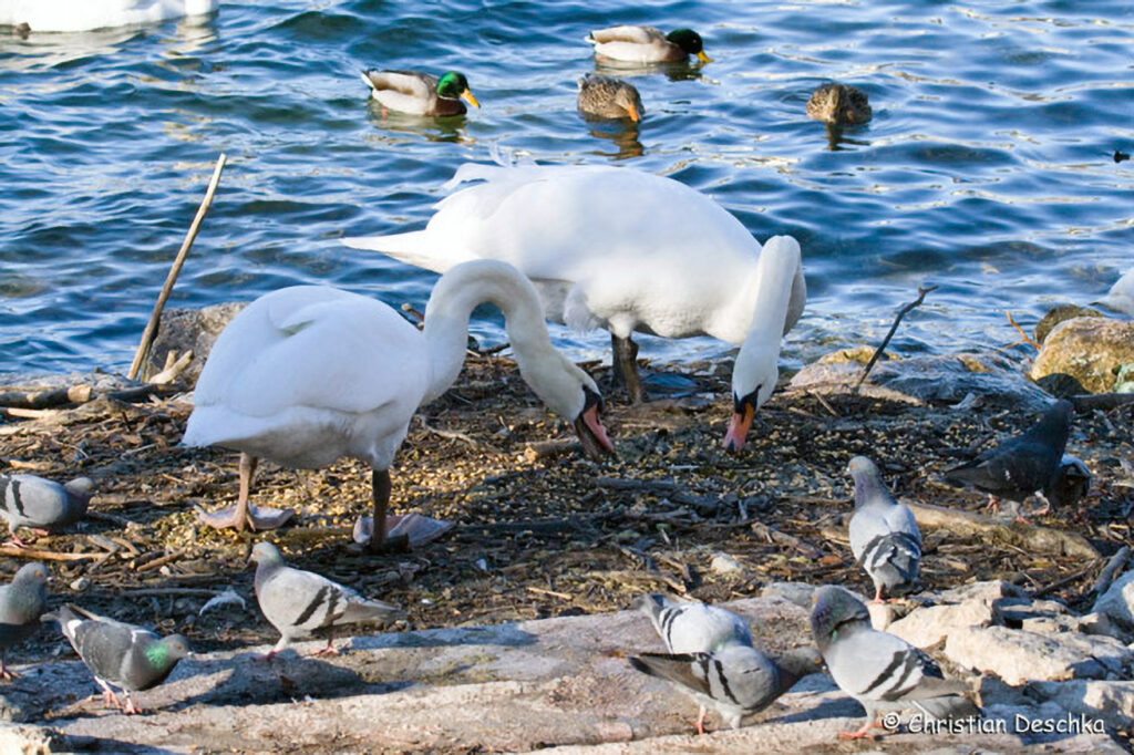 006_Wildtauben.jpg 006_Wildtauben