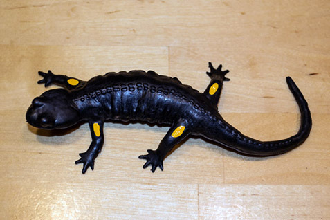 007_Feuersalamandermodell