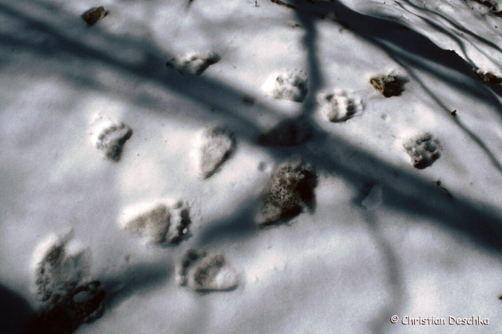 007_Tierspuren-Fotoquiz