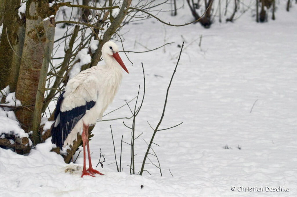 007_Voegel-an-Gebaeuden