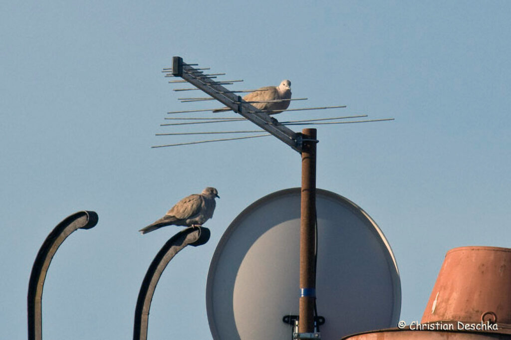 007_Wildtauben.jpg 007_Wildtauben