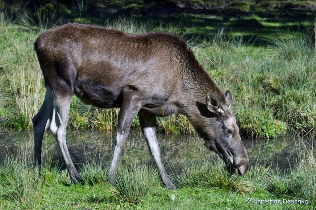 008_Jagd.jpg 008_Jagd