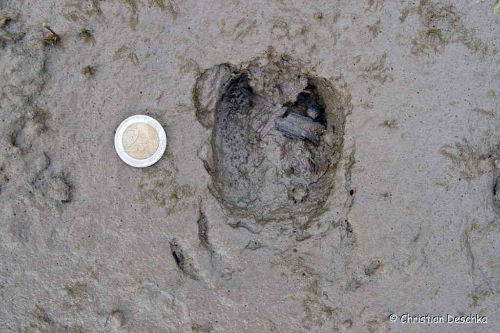 008_Tierspuren-Fotoquiz