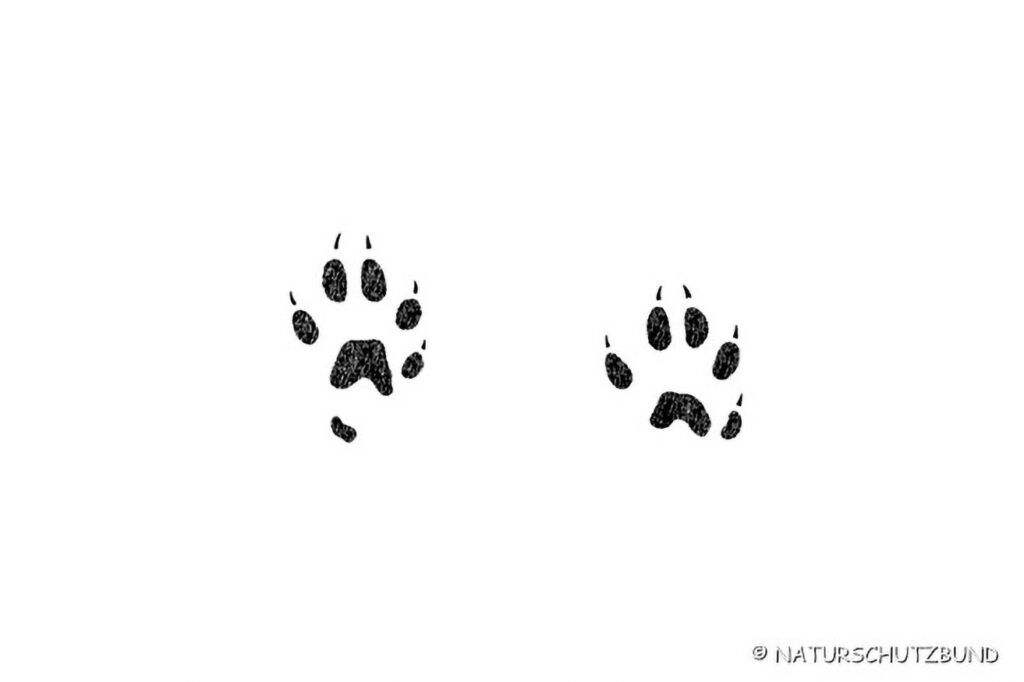 008_Tierspurenkurs 008_Tierspurenkurs
