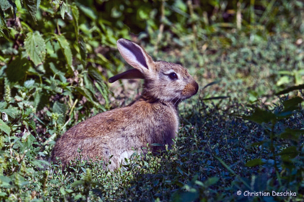 008_Wildkaninchen