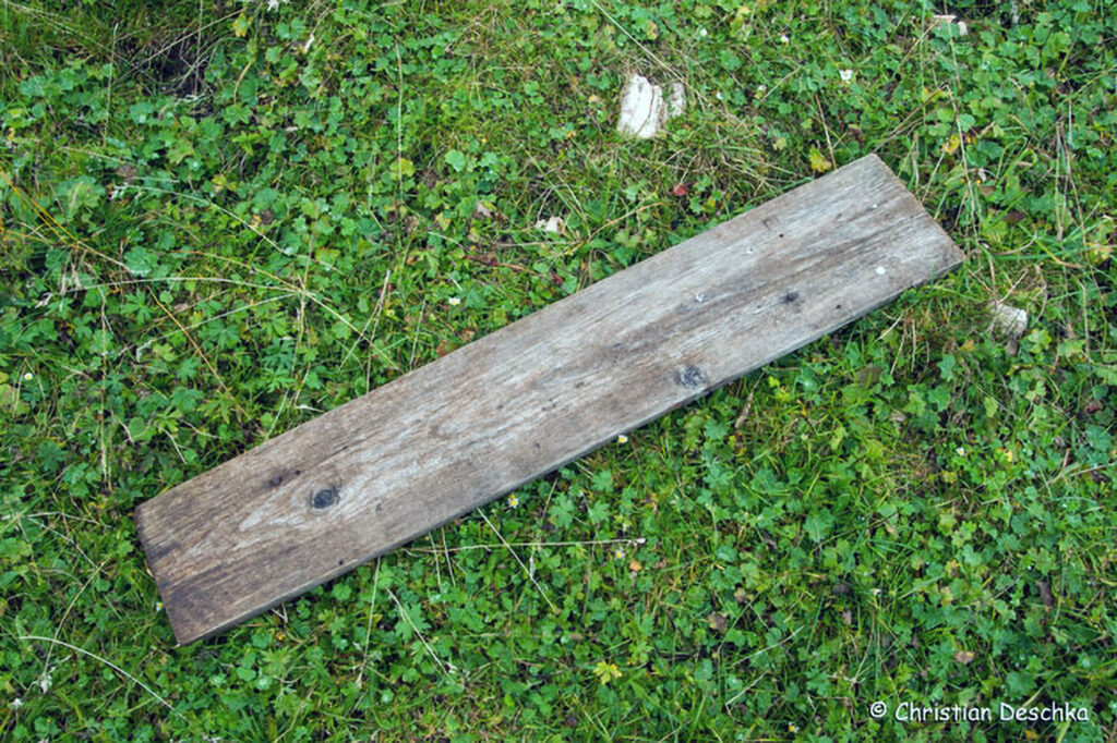 009_Alpensalamander.jpg 009_Alpensalamander
