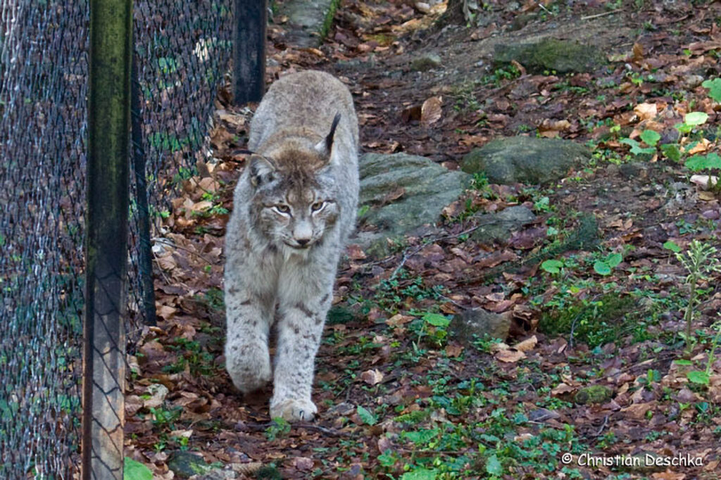 009_Luchs