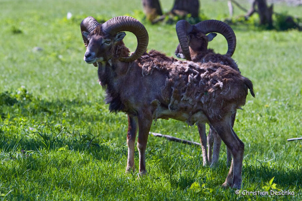 009_Mufflon