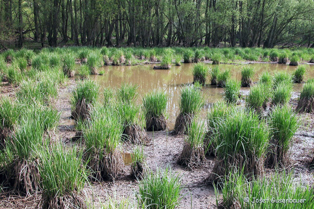 009_Naturinfozentrum-Saxen