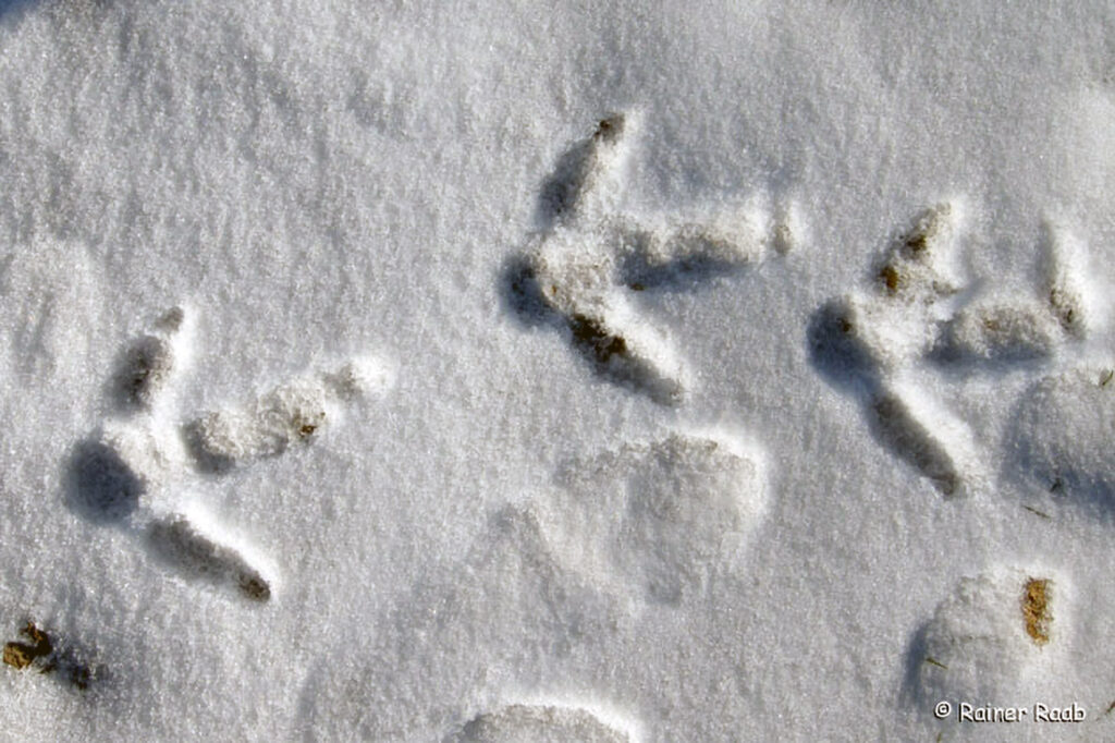 009_Tierspuren-Fotoquiz