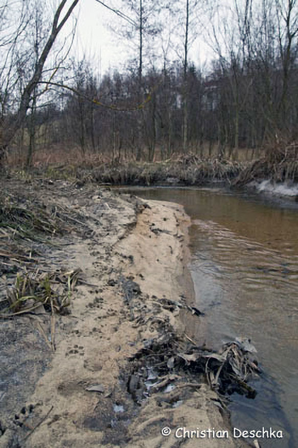 009_Tierspuren-im-Schnee