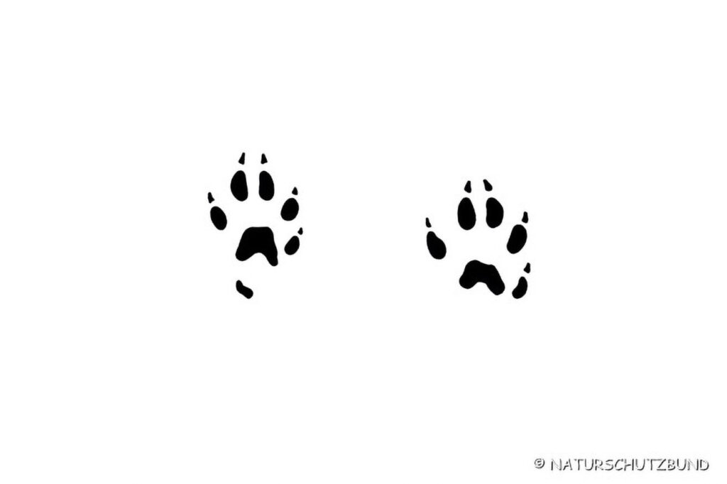 009_Tierspurenkurs 009_Tierspurenkurs