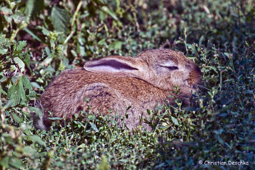 009_Wildkaninchen
