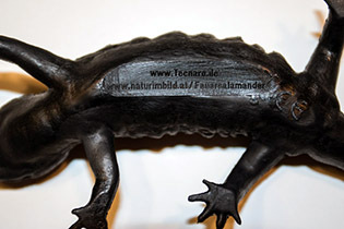 010_Feuersalamandermodell