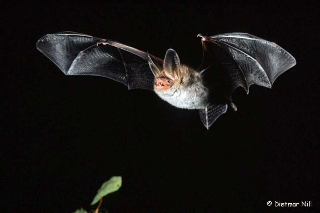 010_Fledermaeuse.jpg Die Bechsteinfledermaus besitzt fuer eine Myotis-Art auffaellig grosse Ohren. Sie ist in Zentraleuropa beheimatet und bevorzugt Laubmischwaelder. Beute wird ueber Krabbel- und Flattergeraeusche der Insekten erkannt.