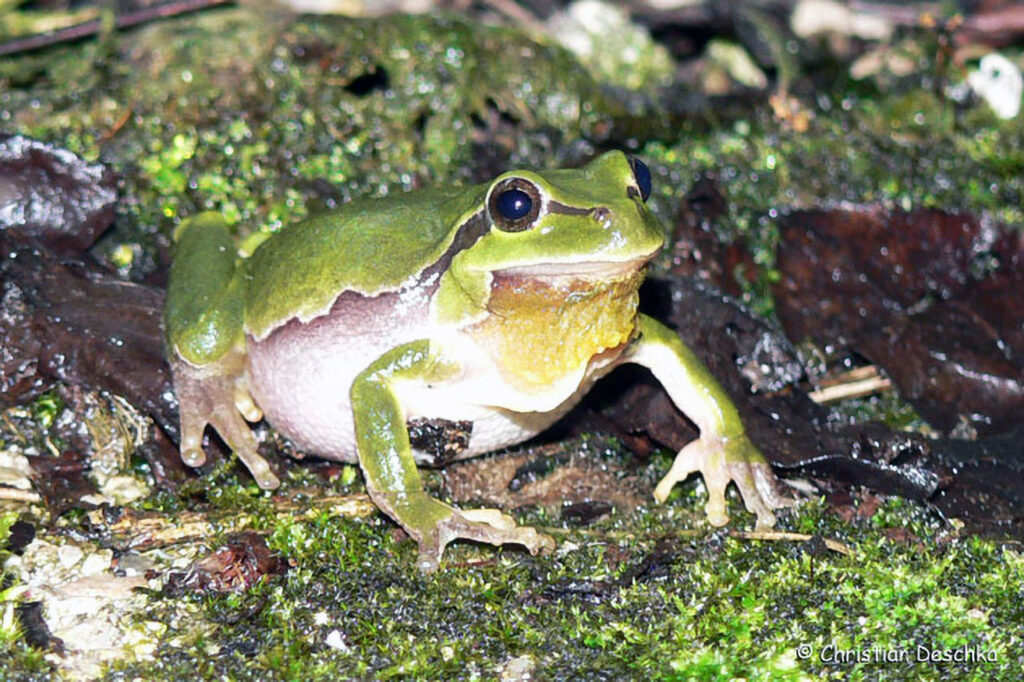 010_Laubfrosch