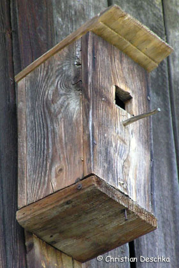 010_Mauerseglerprojekt.jpg 010_Mauerseglerprojekt