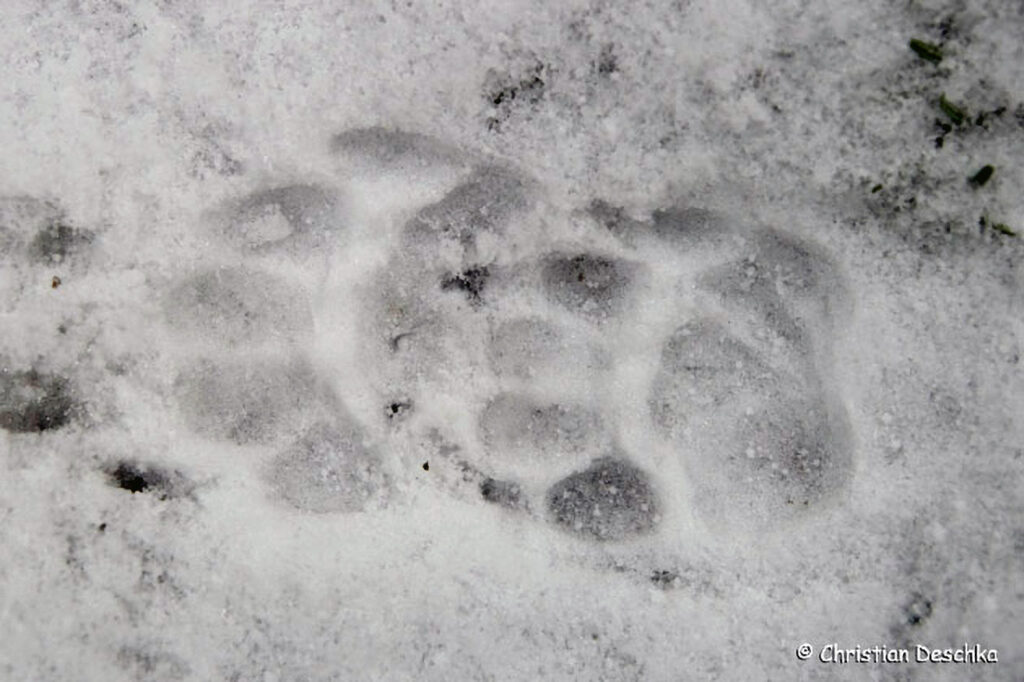 010_Tierspuren-Fotoquiz